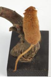 Hazel Dormouse - Muscardinus avellanarius